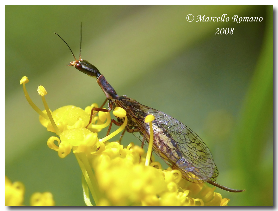 Xanthostigma corsicum su infiorescenze di Cachrys ferulacea